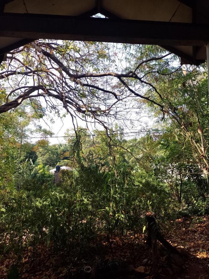 Apartament Kon Tree Shade Dambulla Zewnętrze zdjęcie